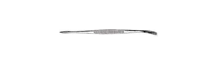 Saalfeld Comedone Extractor